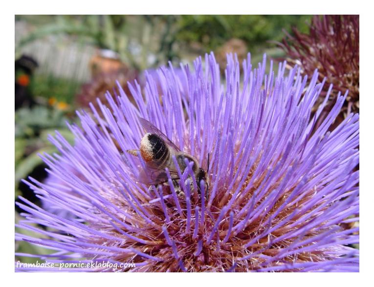 Fleur d'artichaut