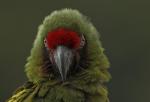 Psittacidae