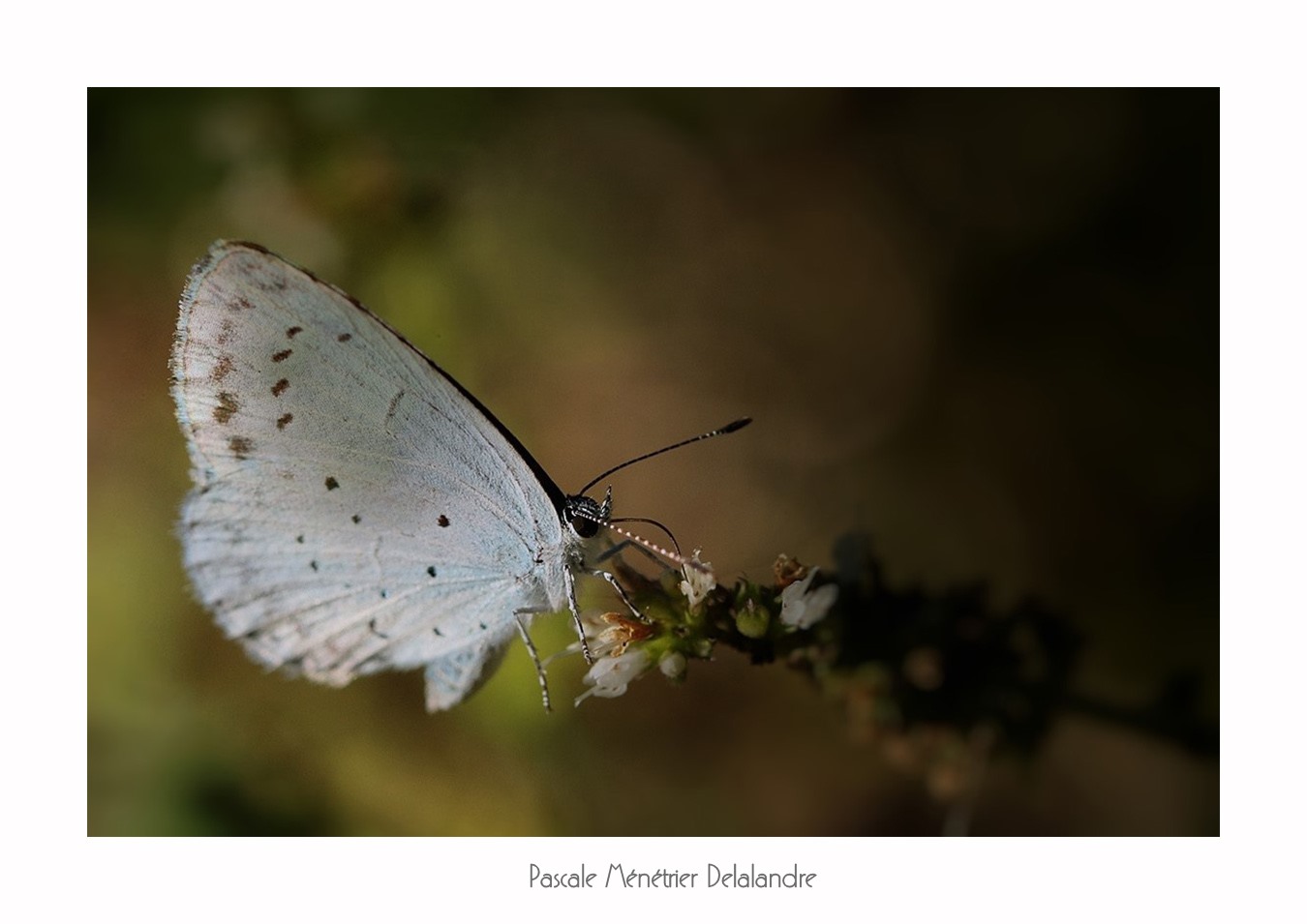 Jeux d'ombre et de lumière sur les Lépidoptères.
