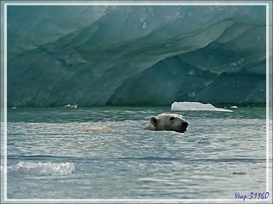 L'ourse et son gros ourson de Croker Bay - Devon Island - Nunavut - Canada