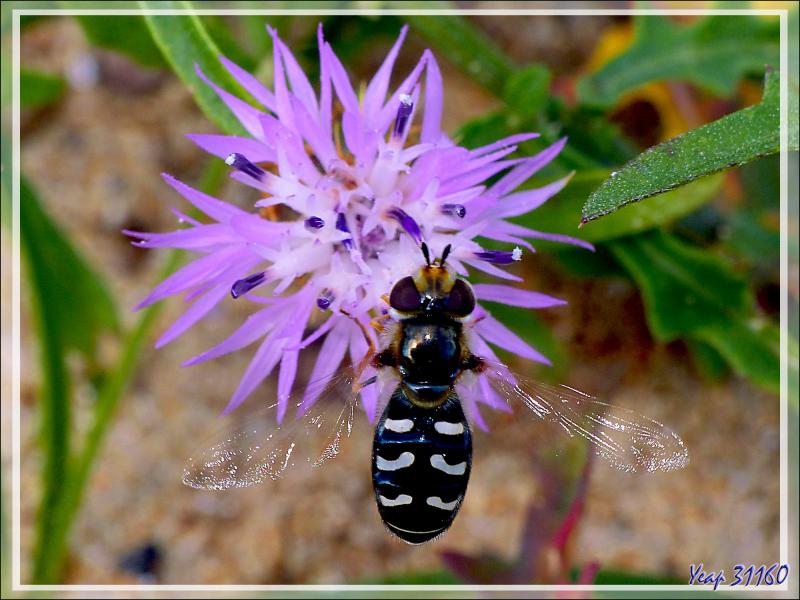 Mouche Syrphe pyrastre ou Syrphe du poirier (Scaeva pyrastri) - La Couarde-sur-Mer - Ile de Ré - 17