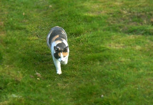 Miaou ....