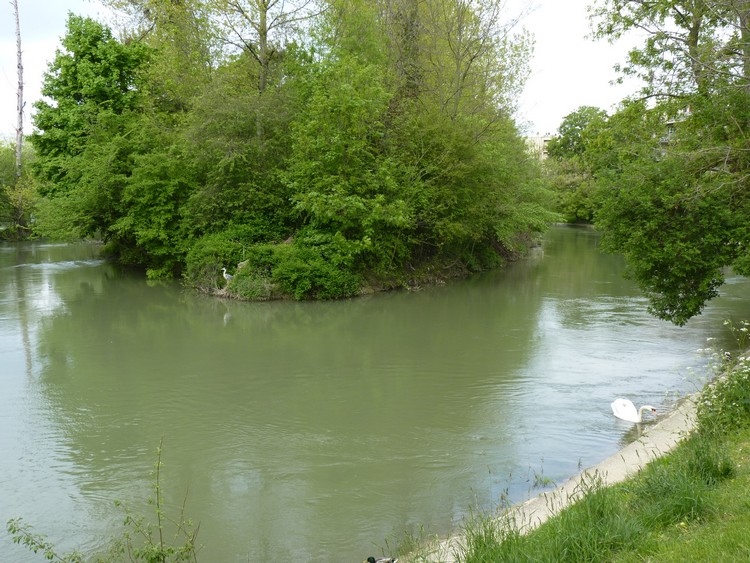 La Marne : héron et cygne