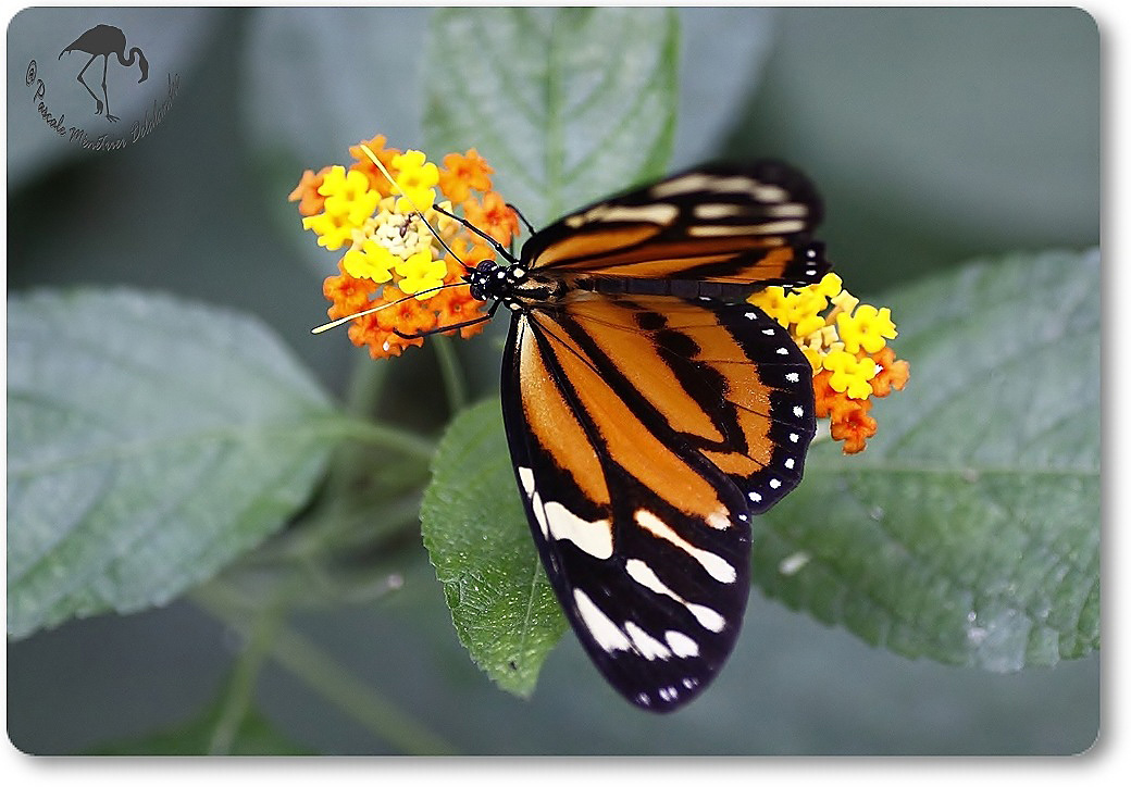 Heliconius ismenius (Oeil du tigre) - Nymphalidae