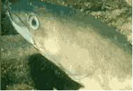 img25.gif