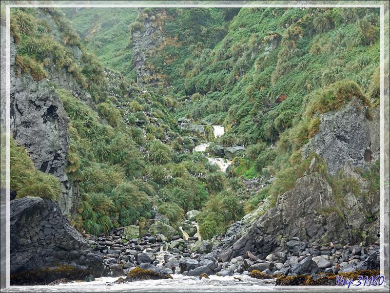 Côte entre Raised Beach et Archway Rock - Gough Island - Tristan da Cunha