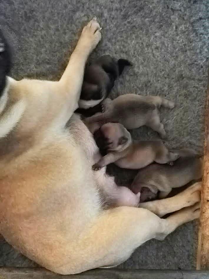 Notre petite bouledogue est née...!
