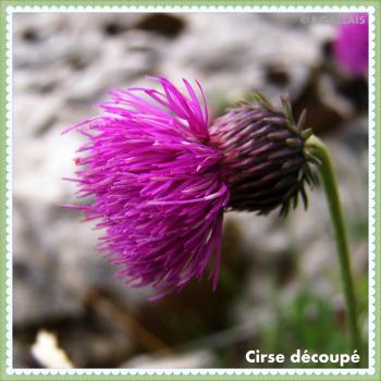 Cirse découpé-Cirsium dissectum