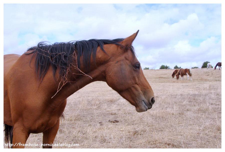 Cheval mon ami 