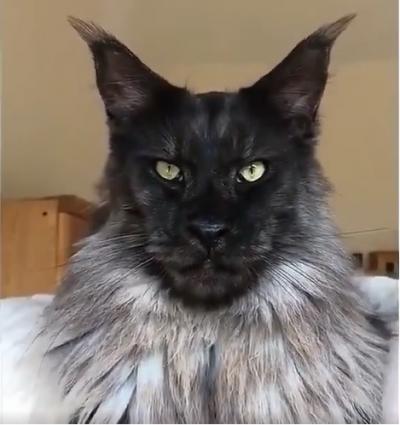 Chat Maine coon Twitter Lee Van Cleef