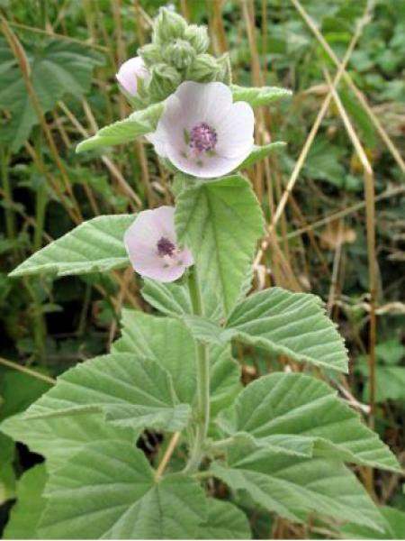 Fleurs cultivées : Guimauve