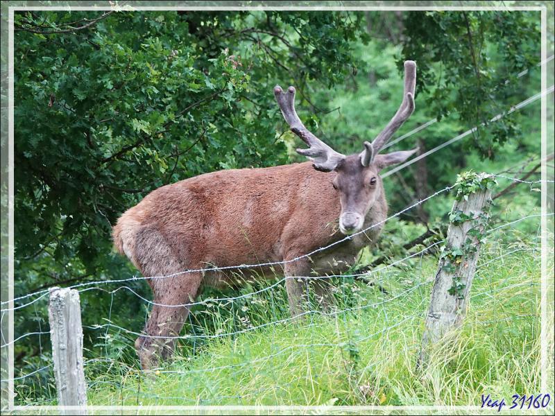 2 Cerfs en photos en période des velours - Lartigau - Milhas - 31