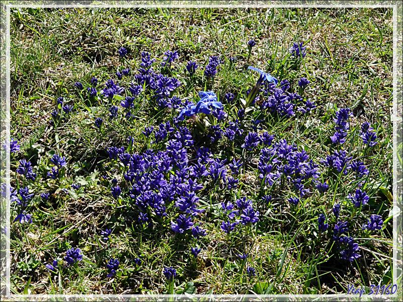 Polygale du calcaire (Polygala calcarea) - Col de Consires - Couledoux - 31
