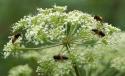 Millepertuis, cent usages