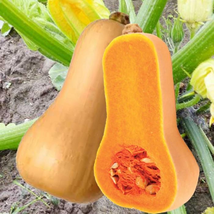 Légumes du mois de Novembre