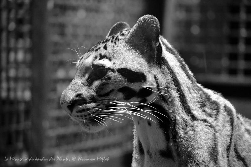 Ménagerie du Jardin des Plantes : Panthère Longibande