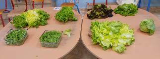 Les émotions du potager 
