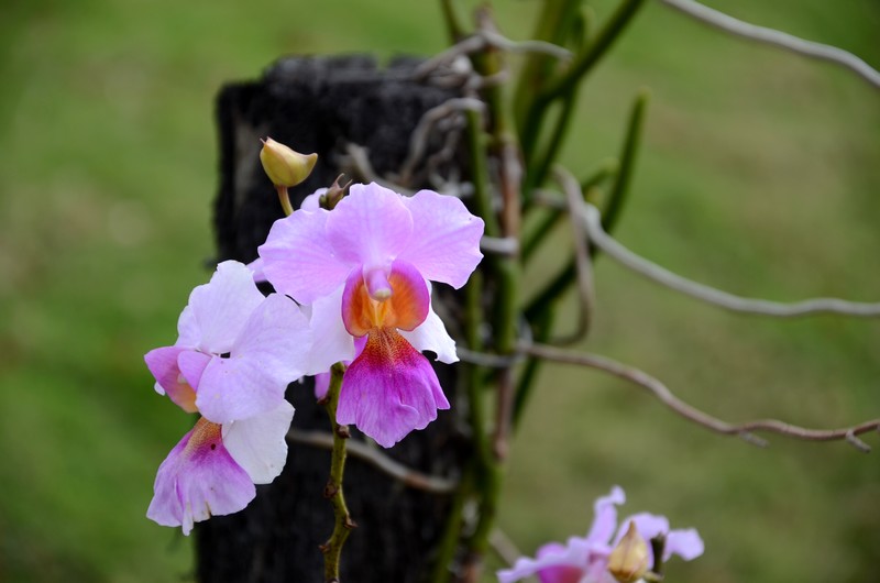 jardin des orchidées soroa cuba schnoebelen