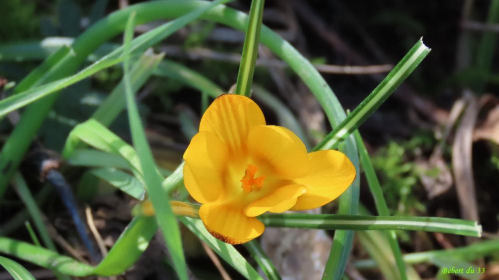les fleurs du moment