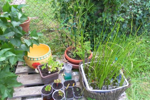 j'ai descendu dans mon jardin.....
