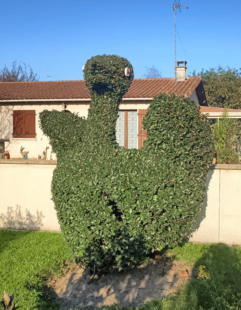 Ecureuil et oiseaux en art topiaire - novembre 2024...