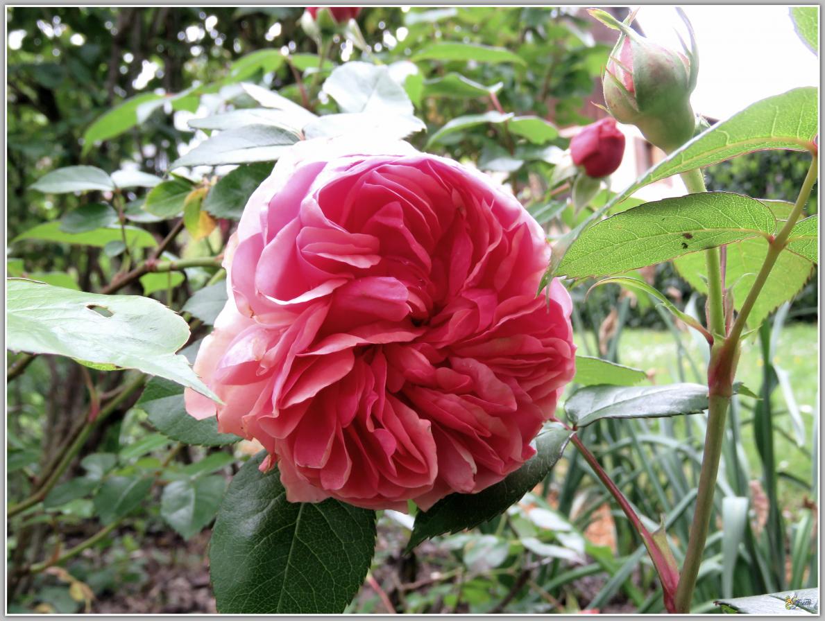  LE  COIN  DES  ROSES 2024