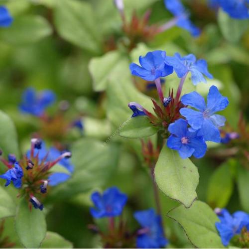 Fleurs cultivées : Plumbago