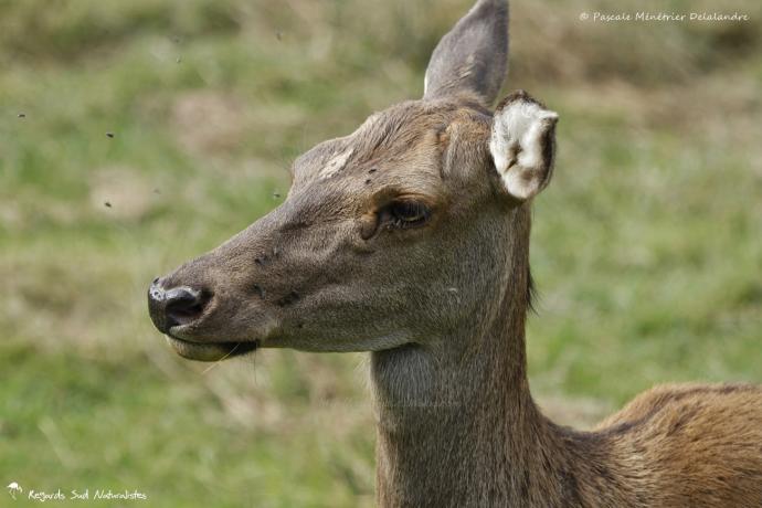 Biche Elaphe
