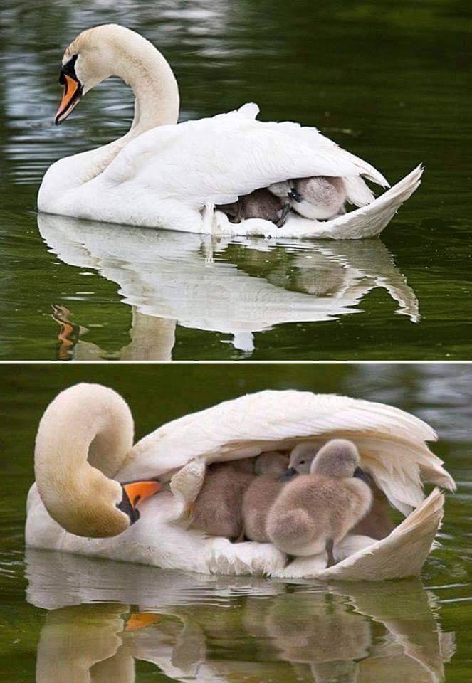Cygne petits sur dos maman