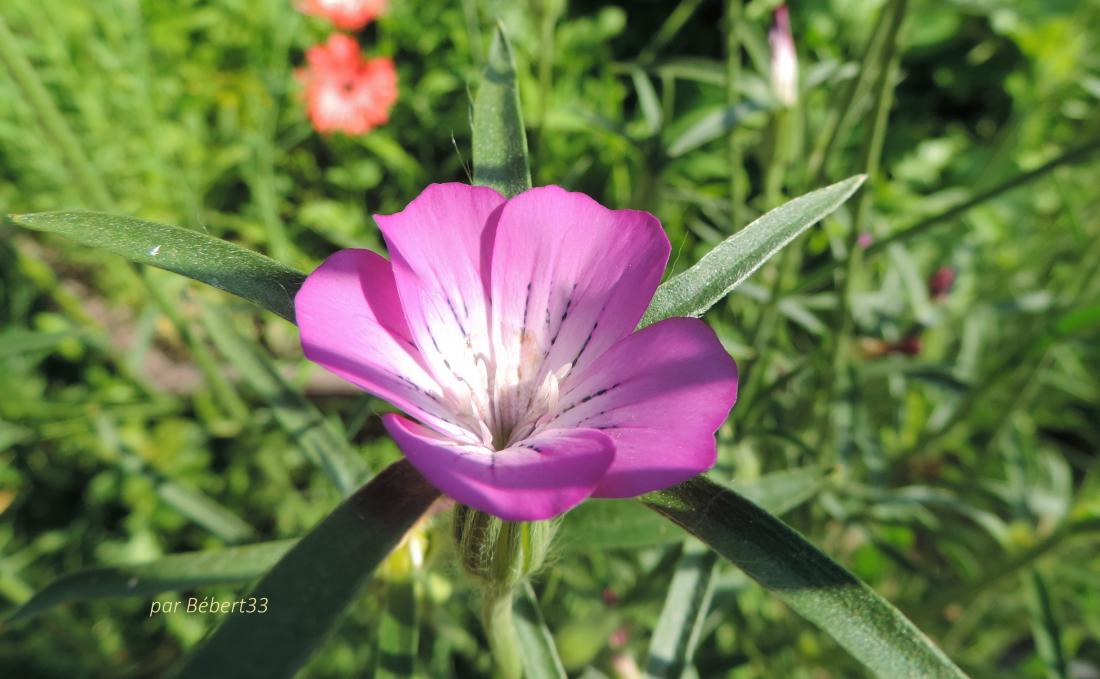 mes fleurs du jardin 