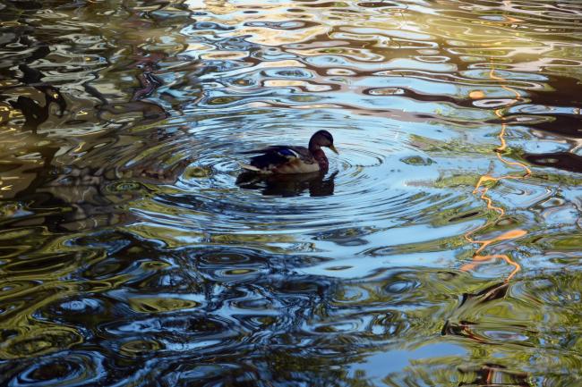 ☻ Vacances 2022 : promenade dans les jardins du rocher des Doms