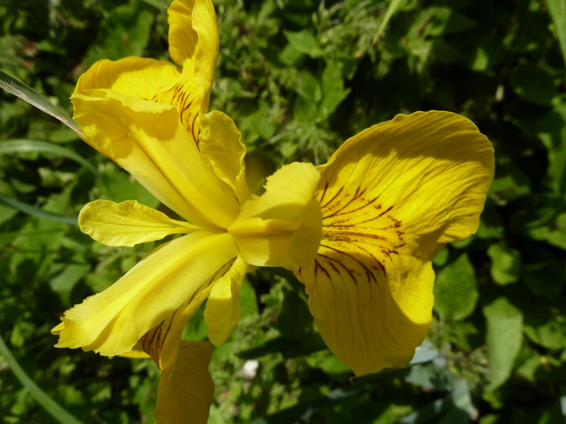 "fleur de glais" ...