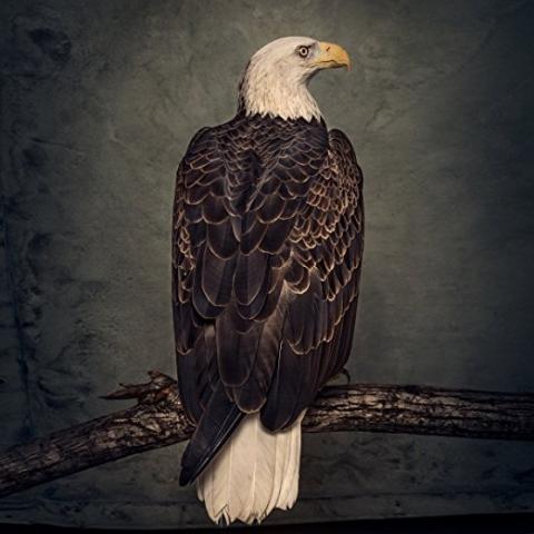 CLUTCH - Un nouvel extrait de l'album Book Of Bad Decisions dévoilé