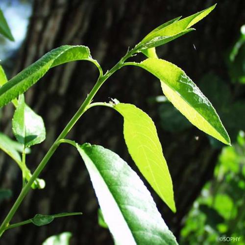 Arbre fruitier : Amandier