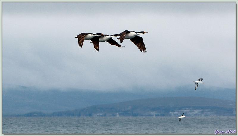 Esquadrille de Cormorans impériaux en formation serrée: la Guerre des Malouines n'est-elle pas terminée? - Entre Saunders Island et Wooly Gut - Falkland Islands, Iles Malouines, Islas Malvinas