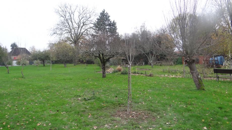 Cerisier Bigarreau Tardif