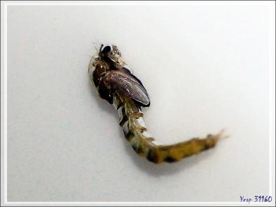 Naissance d'un minuscule diptère sous mes yeux - Lartigau - Milhas - 31