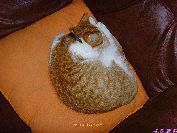 41-chat-08.11.11-ES.JPG