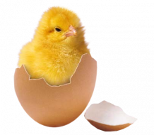 Qui y-a-t-il dans un oeuf ???