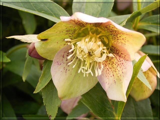 les hellebores ou rose de Noël