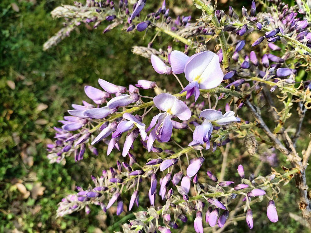 Mon amour de glycine - avril 2022...