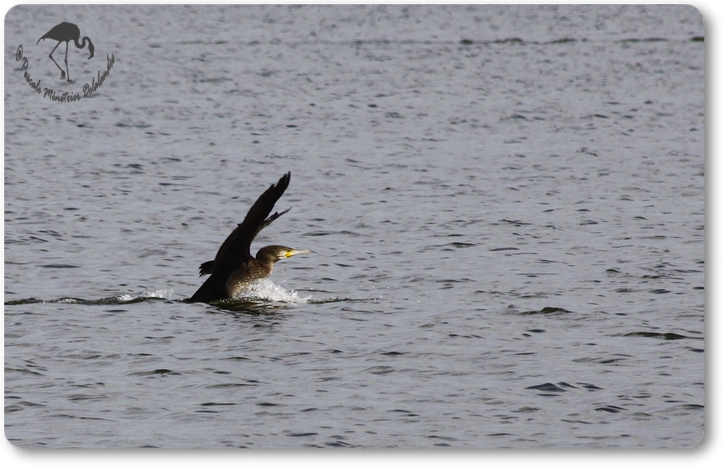 Retour des Grands Cormorans...
