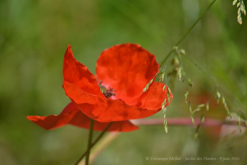 Jardin des Plantes de Paris : Jolis coquelicots