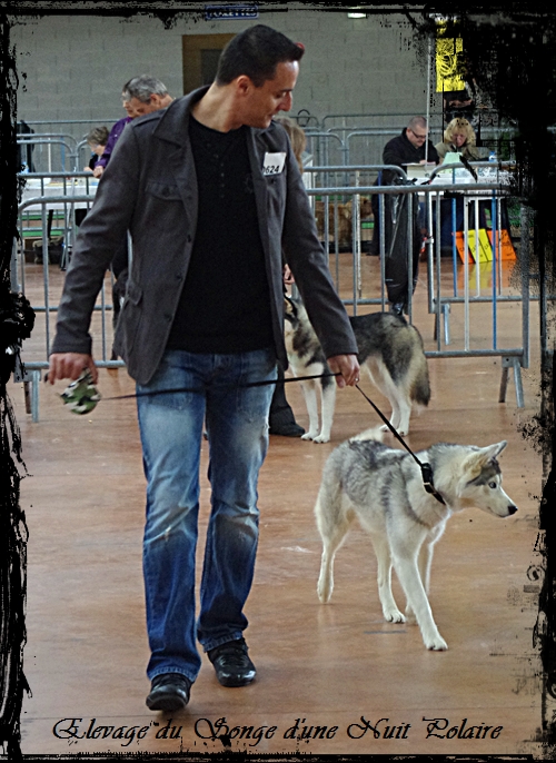 Géluna à l'Exposition canine de Castres (17 novembre 2012)