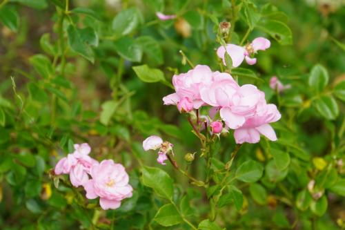 Un jour, une rose : 'Le Rosier des Hauts Clochers'