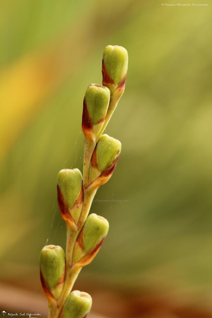 Bourgeons de novembre...