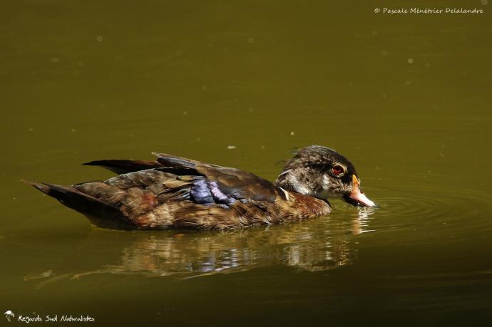 Canard carolin ♂