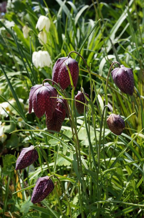 l'éveil de la nature au jardin