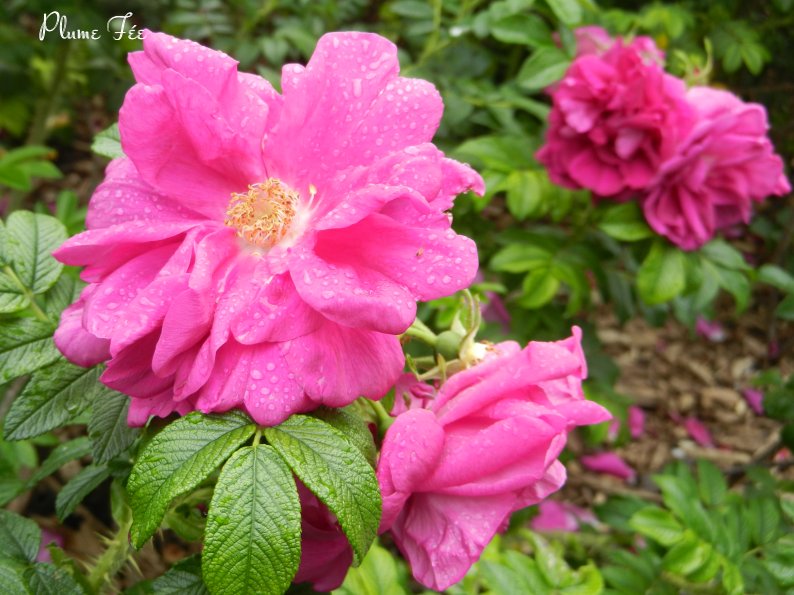 Image015.jpg
