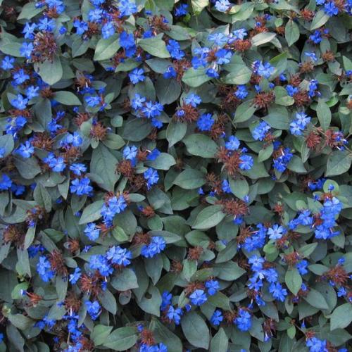 Fleurs cultivées : Plumbago